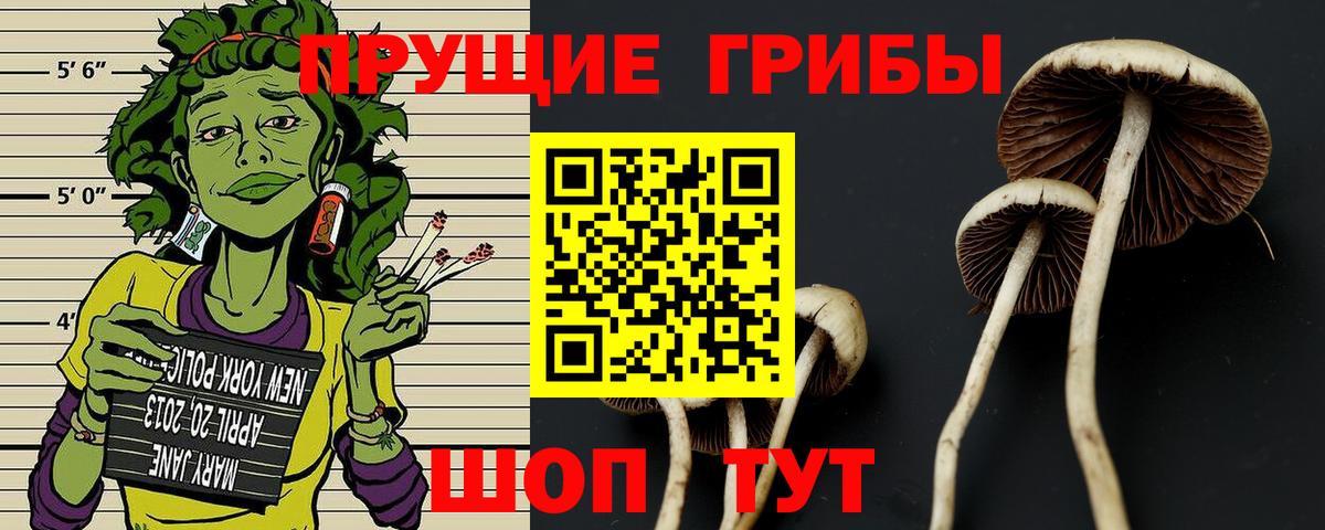 Псилоцибиновые грибы Psilocybe Старая Русса